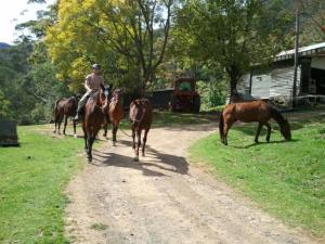 Our five gorgeous boys having an easy day.