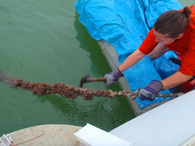 Months of hard growth on the lines - days of cleaning . . . is it worth worrying about?