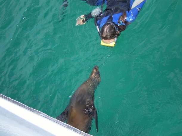 Playing with sealions