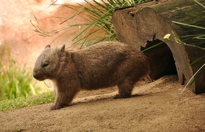 The Australian wombat!