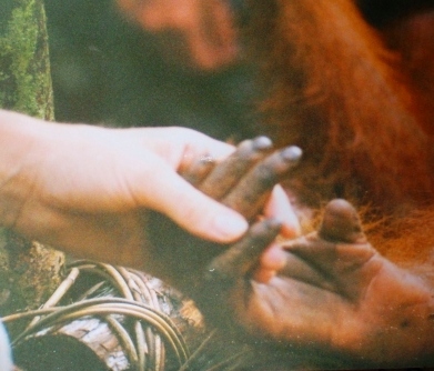 An orangutan 'moment' in Borneo