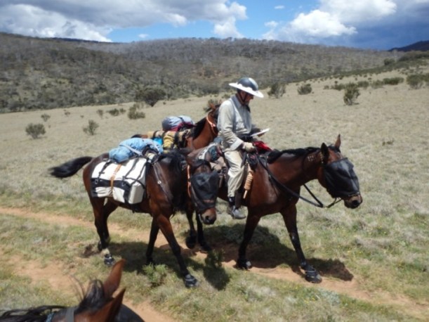 Dom, Stevie (ridden) and Spirit at the back