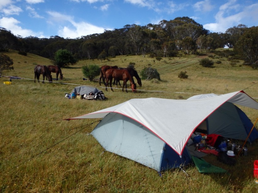 Without the fencing the horses would be long gone!
