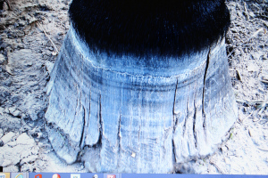 Carrie's rotten feet after the shoes fell off (When Linda first took ownership of Carrie)